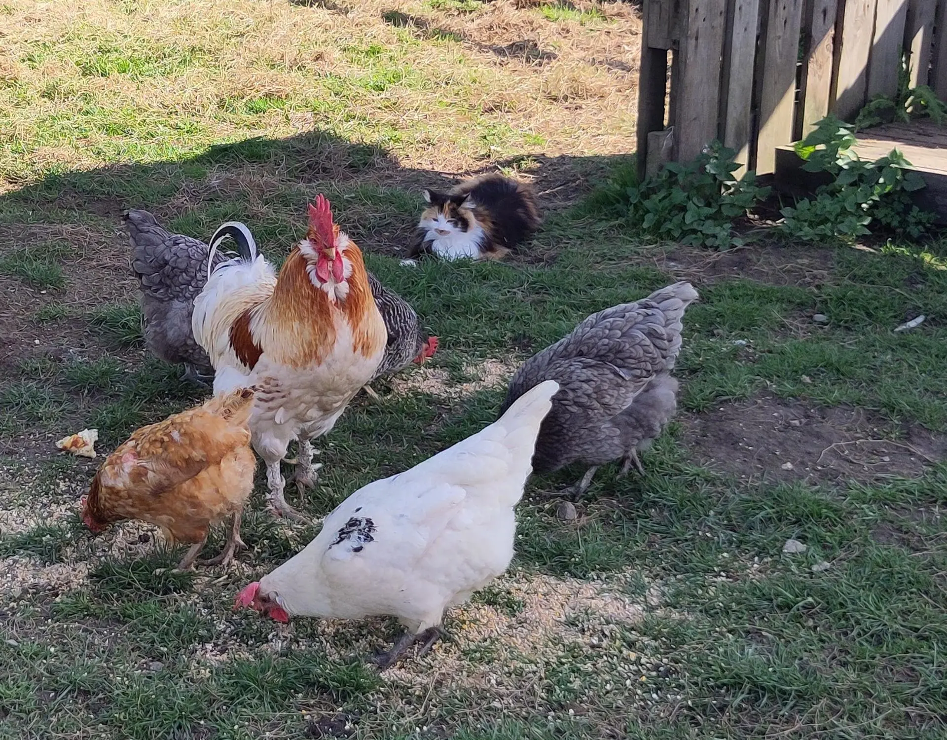 Nos poules